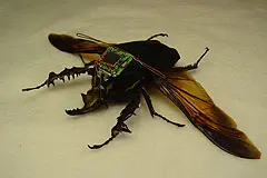 Wetenschappers testen op afstand bestuurbaar insect featured image
