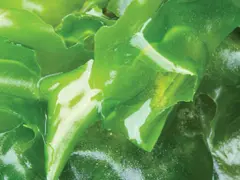 Duurzame zeewierproductie op Noordzee realistisch featured image