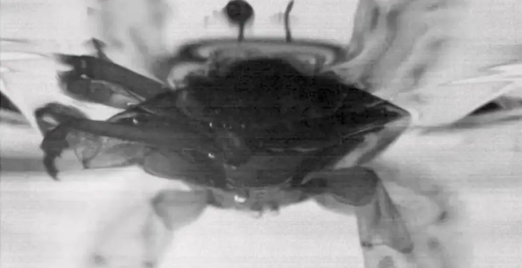 Voortstuwmechanisme waterkevers bied kansen nieuwe aandrijvingen onbemande schepen